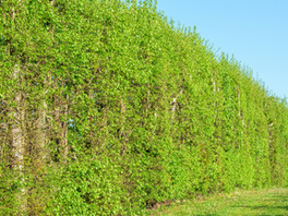 Know all about 'Project Fence'