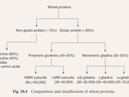 Specialty Wheat Glossary - Gluten