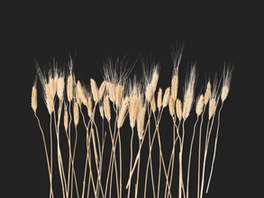 Specialty Wheat - Categories and Definitions