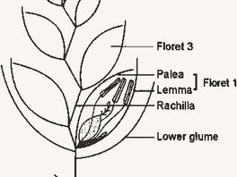 Specialty Wheat Glossary - Plant