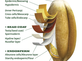 Structure of a wheat kernel