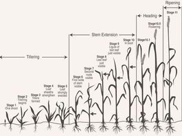 Importance of studying the lifecycle of a wheat plant
