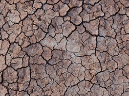 The effects of climate change on wheat evolution