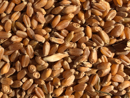 Marquis: The most famous wheat variety of the 20th century