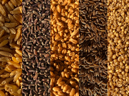 Balancing the Scales: The Specifics of Ancient and Modern Wheat
