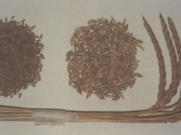 Spelt : An ancient wheat's journey through time