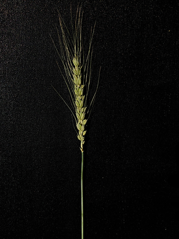 PAU develops PBW-RS1 Wheat Variety to tackle type-2 diabetes and cardiovascular diseases