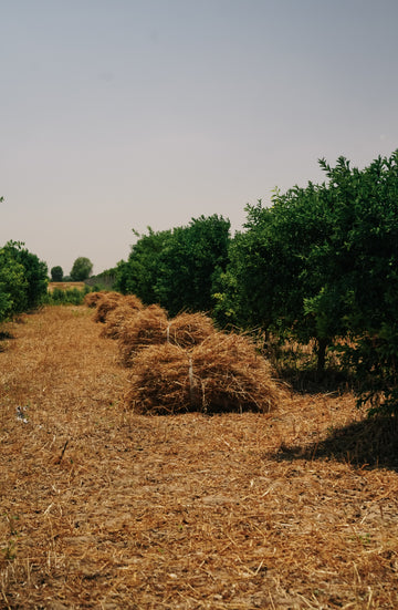  THREE ONE FARMS