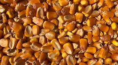 MAIZE / CORN