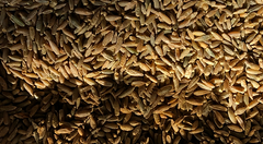 RYE