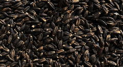 BARLEY