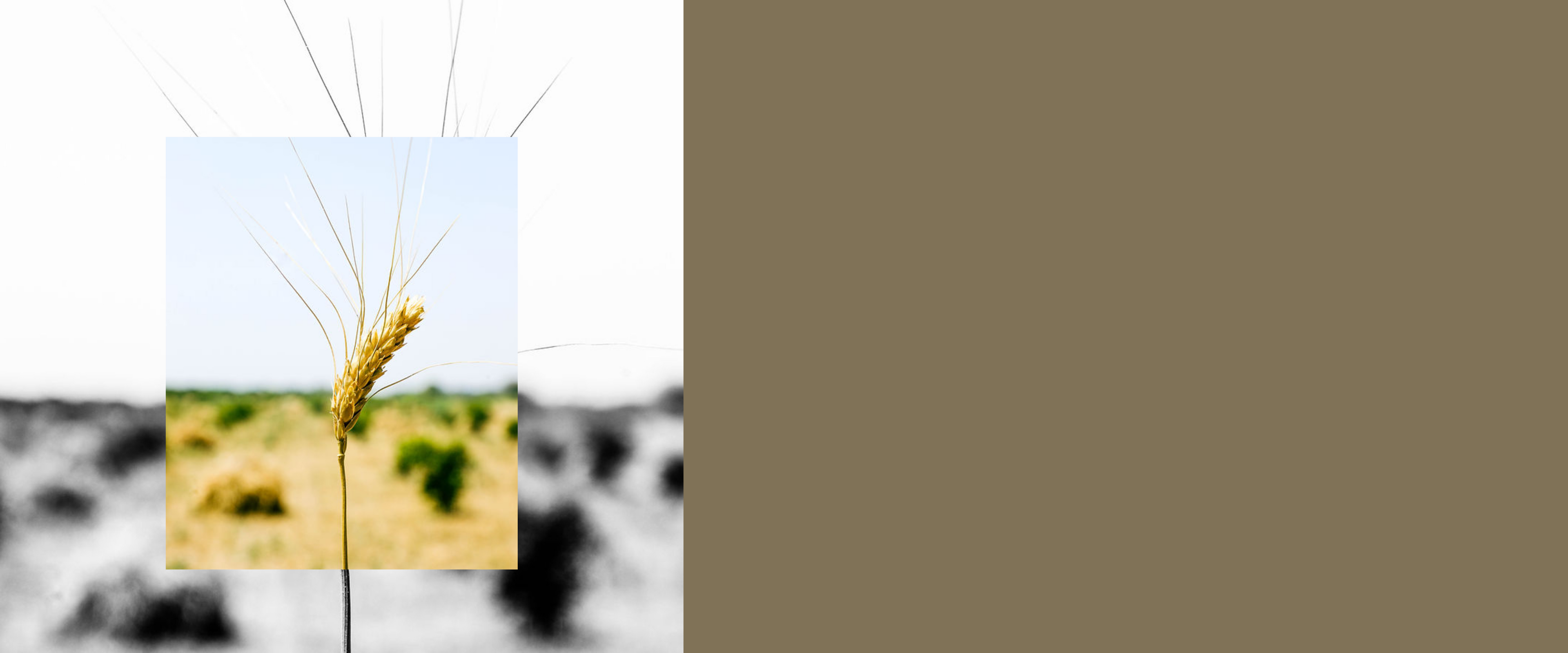  THREE ONE FARMS1621243260e1af0c20-0